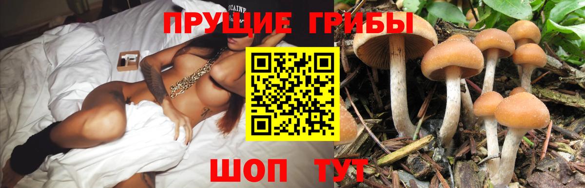 Галлюциногенные грибы Psilocybine cubensis Кириши